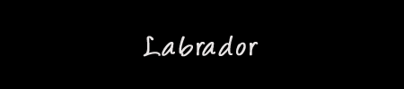 Labrador Photo Gallery